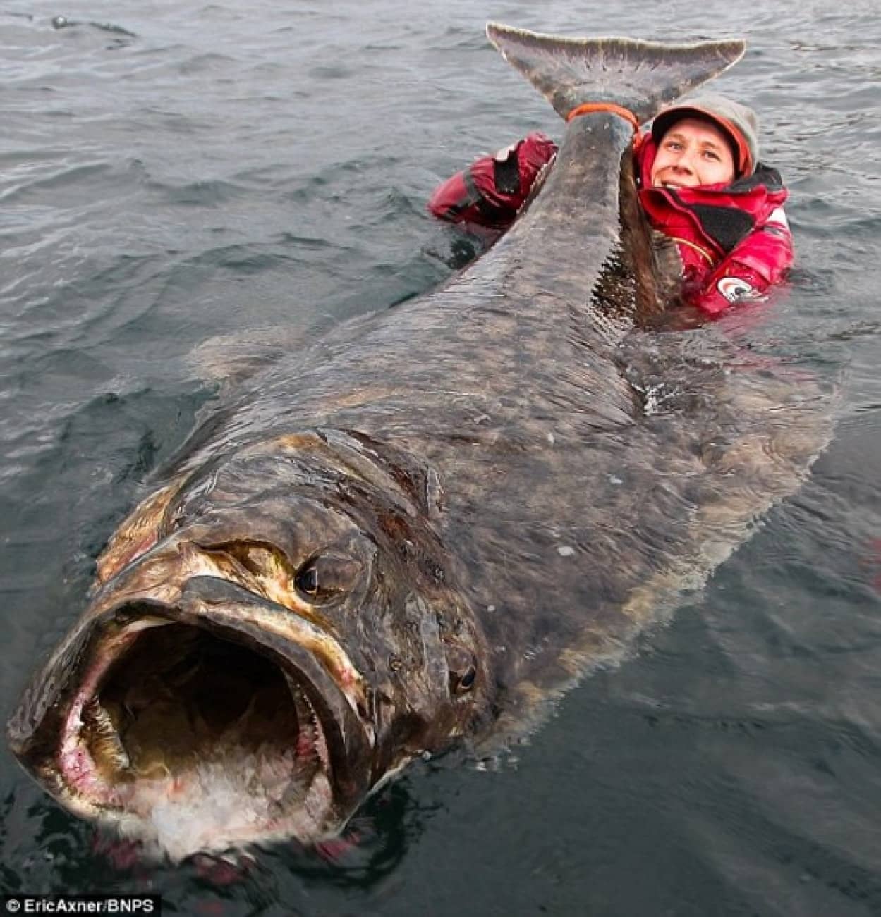どでかっ 体長2 1メートルの巨大オヒョウが釣り上げられる ノルウェー カラパイア