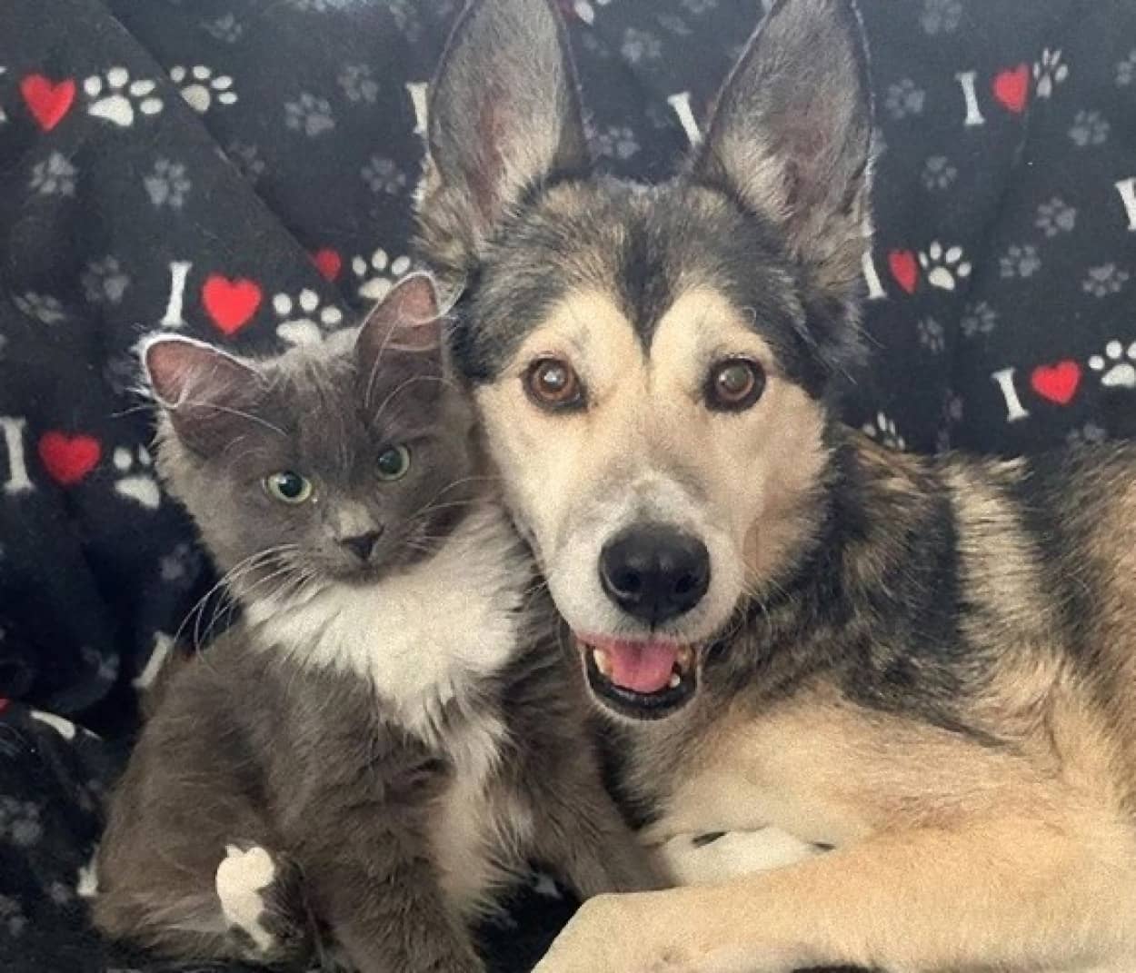 猫の母親代わりは犬