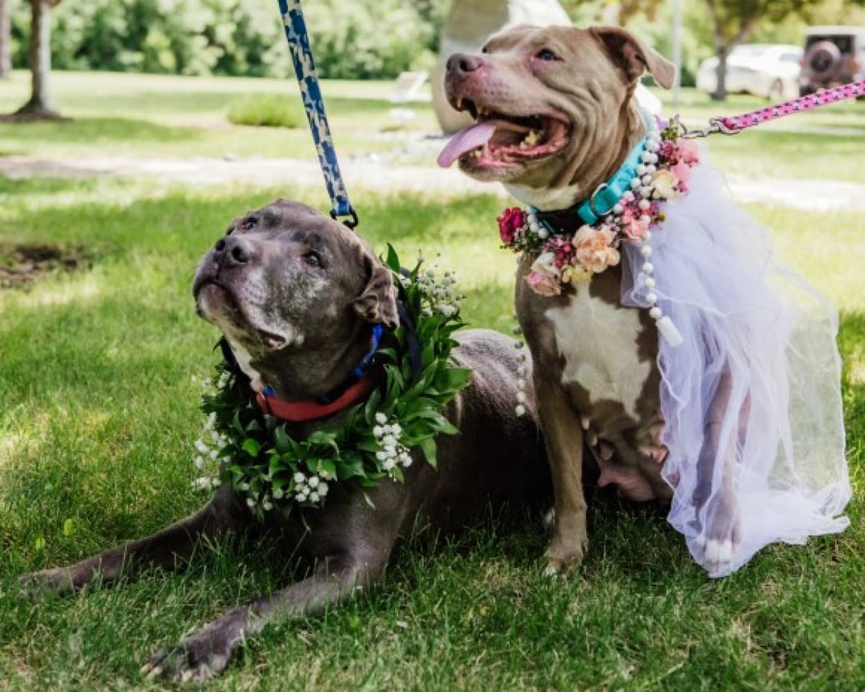 保護犬同士の結婚式