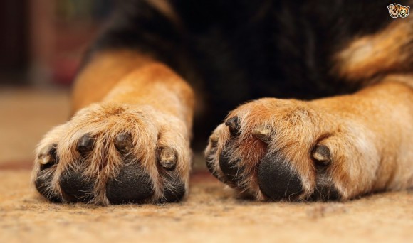 犬の肉球から漂うポップコーンのニオイ この原因は 米英研究 カラパイア