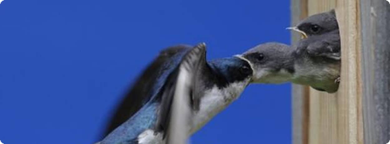ジューシーな虫をお腹をすかせたヒナに運ぶ鳥の親子たちの画像特集 カラパイア ジューシーな虫をお腹をすかせたヒナに運ぶ鳥の親子たちの画像特集 カラパイア