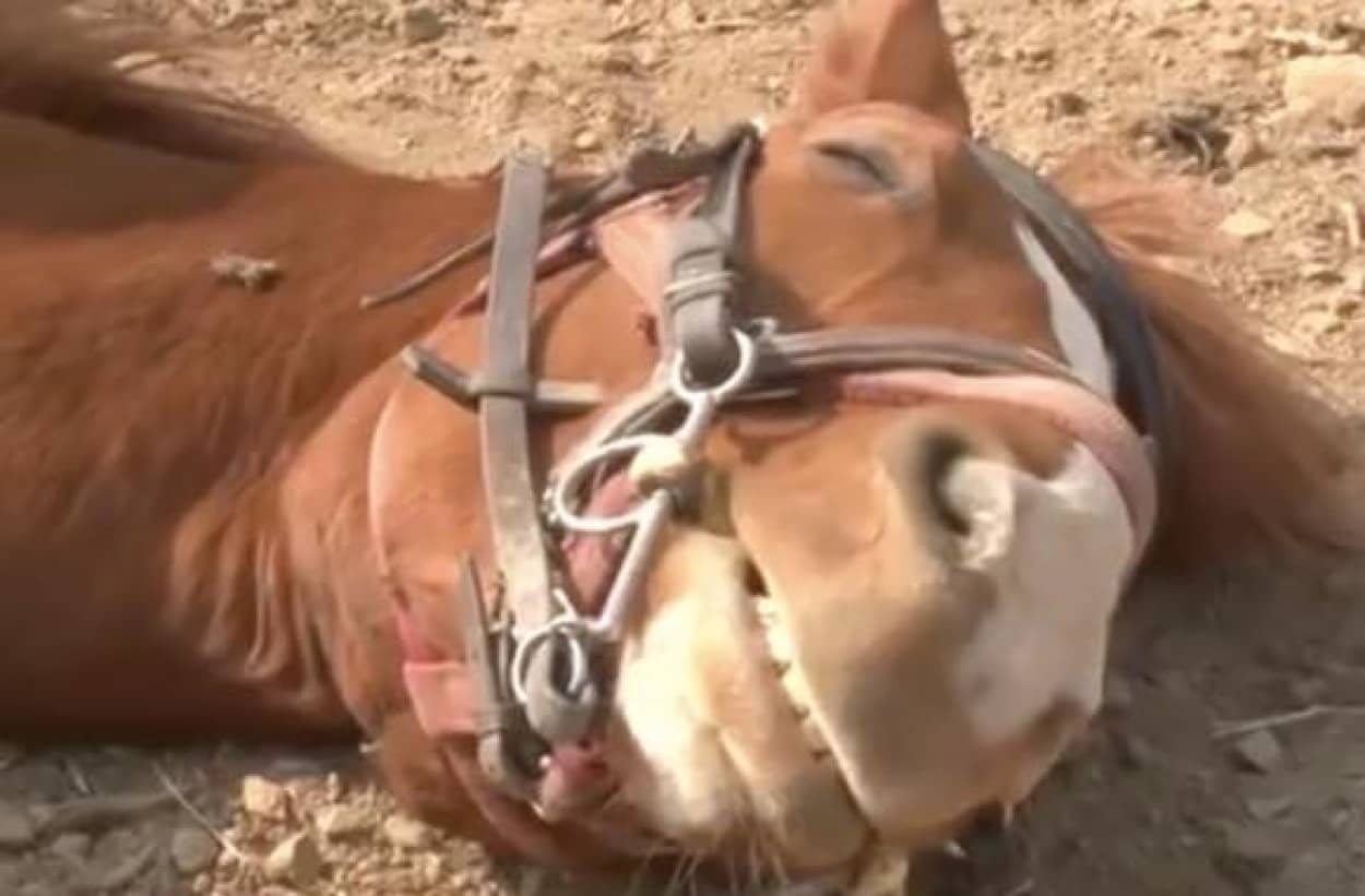 世界で最もメロドラマな馬。人間が乗ろうとするとドラマチックに死んだふり