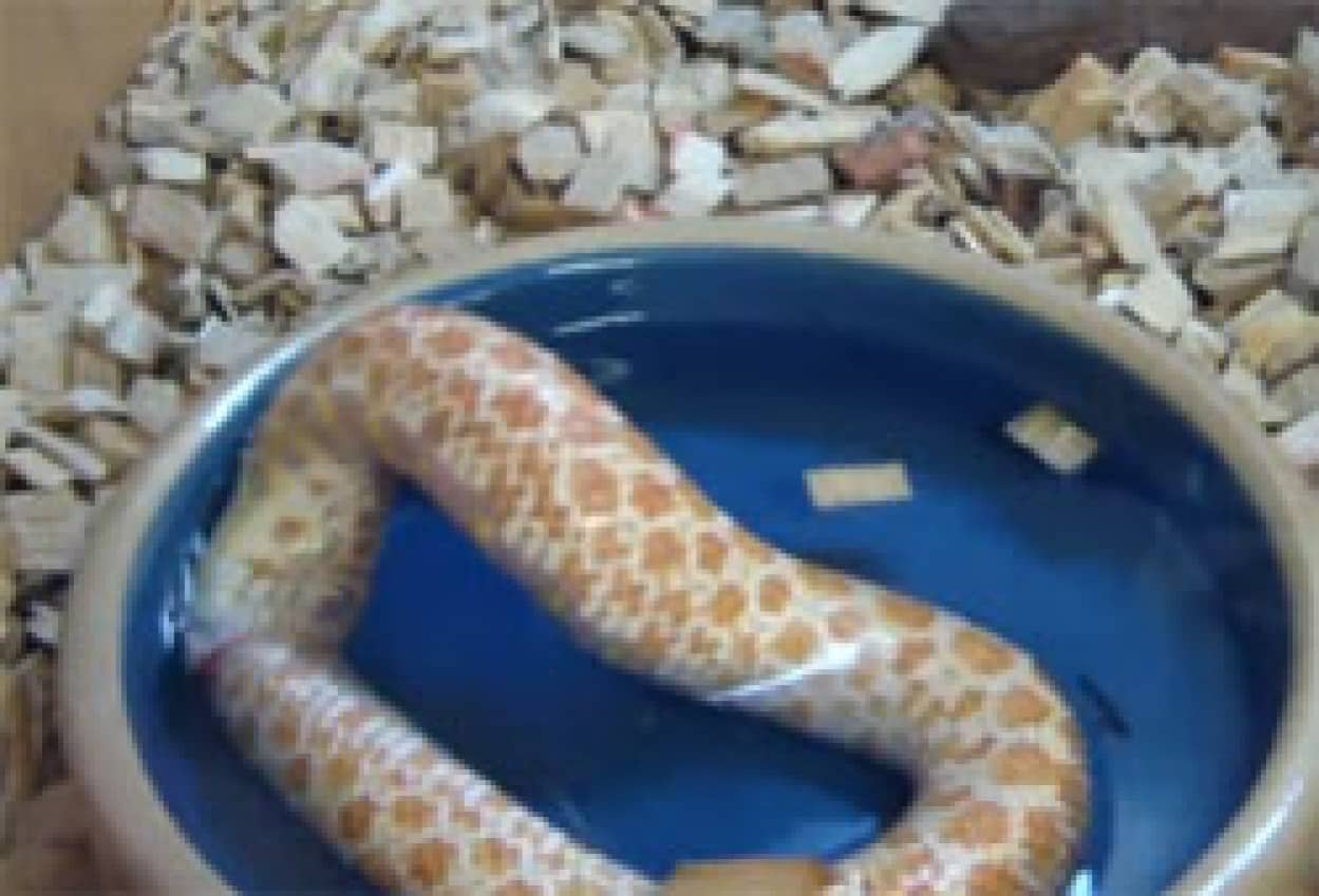 このヘビにいったい何が ペットショップで自らの体を食べようとしているウロボロスなアルビノヘビ 閲覧注意 カラパイア このヘビにいったい何が ペットショップで自らの体を食べようとしているウロボロスなアルビノヘビ 閲覧注意 カラパイア
