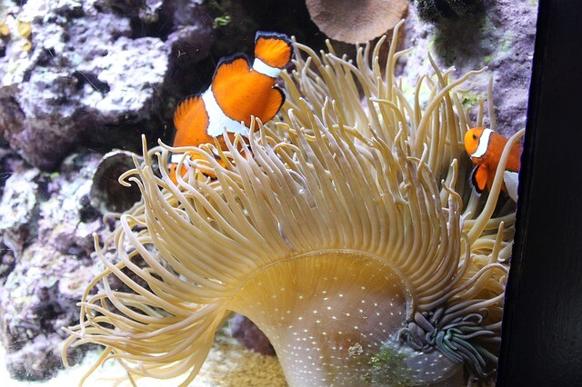 aquarium-gbf1fe6df8_640
