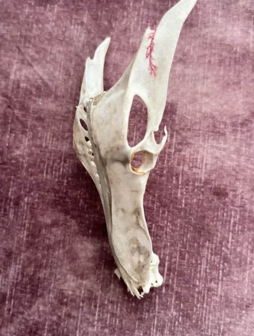 bone3_e