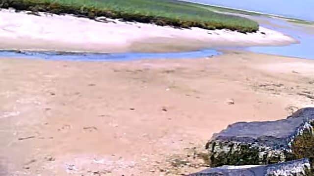 無事に海に戻れたならいいんだけど 巨大な潮だまりにに取り残されたイカたち カラパイア 無事に海に戻れたならいいんだけど 巨大な潮だまりにに取り残されたイカたち カラパイア