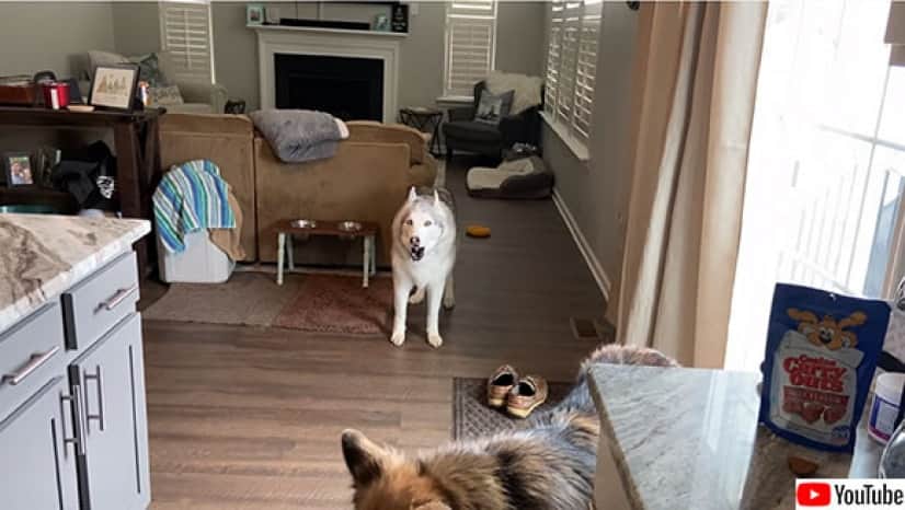 またお前か ゴネるハスキー犬 ゼウスが 水を催促する時の態度 カラパイア