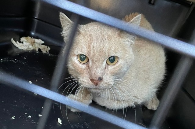 ゴミ山で弱り果ておびえていた野良猫を保護。本当は愛情を欲していた