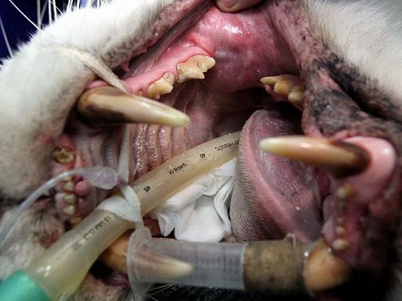 tiger_root_canal_01