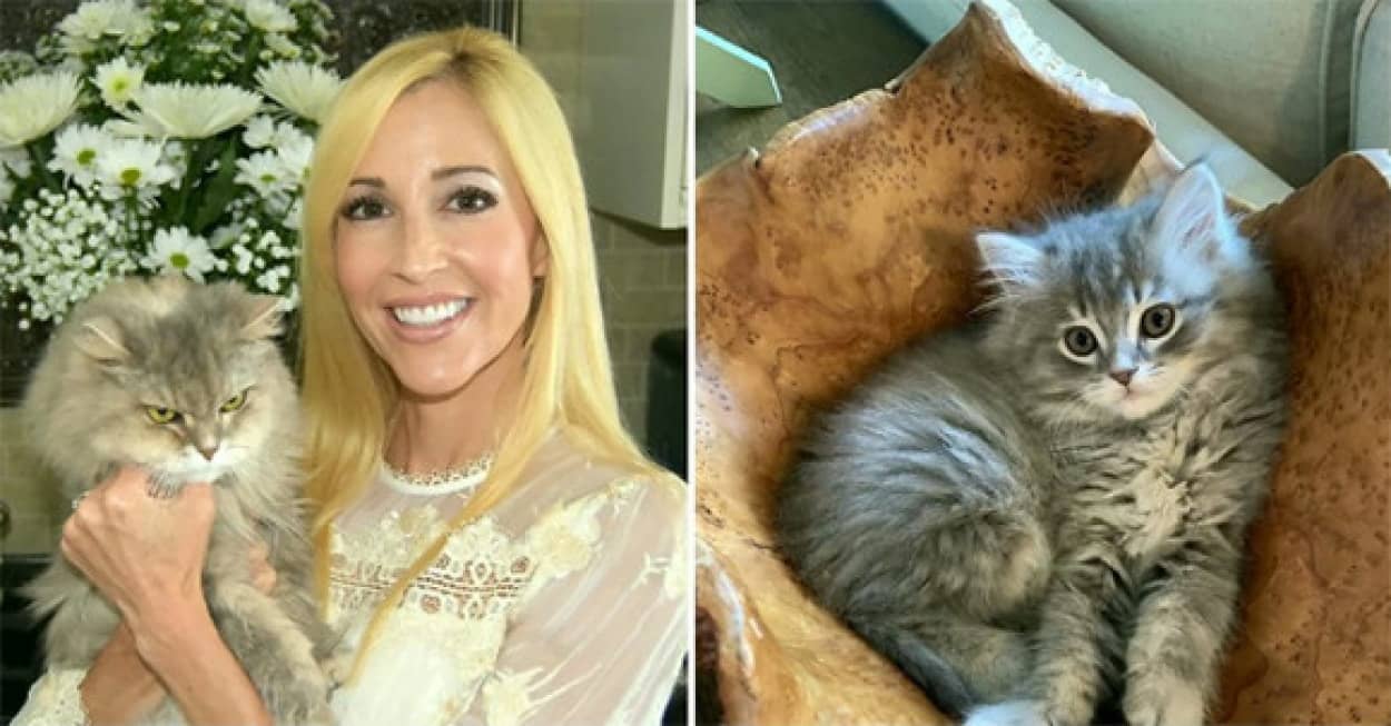 最愛の猫を失った飼い主 高額を支払いクローン猫を蘇らせる 性格も寝る場所も一緒だったと大喜び アメリカ カラパイア