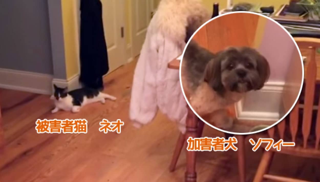 いったいなぜ 冷蔵庫の自動製氷機から氷を取り出すと必ず猫を襲う犬 カラパイア
