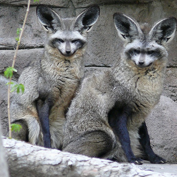 bat eared fox 11