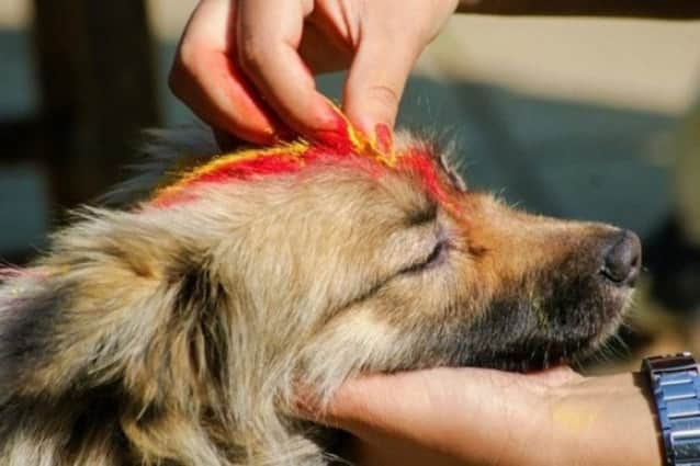 神の使いである犬たちが花飾りをつけ盛大に称えられるネパールの犬まつり ククル ティハール カラパイア 神の使いである犬たちが花飾りをつけ盛大に称えられるネパールの犬まつり ククル ティハール カラパイア