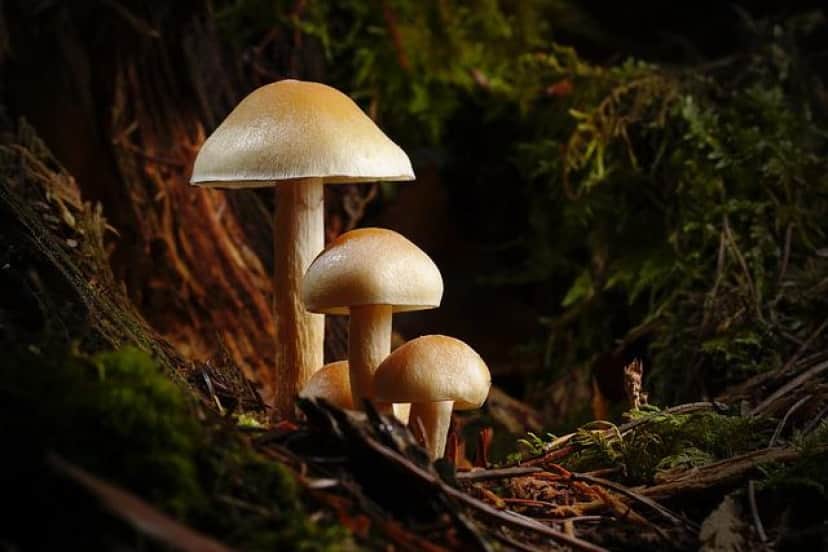 mushroom-g49f8d7547_640