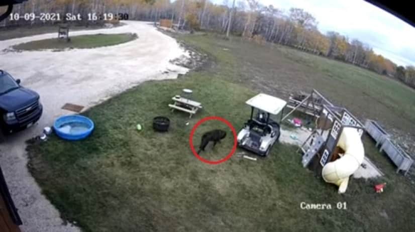 dog gocart1_e