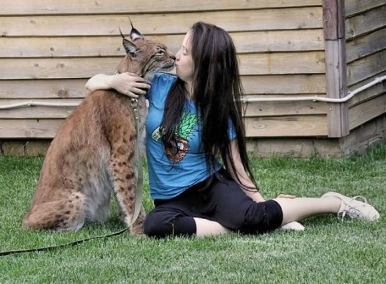 ちょっと大きい猫だけど 孤児だったオオヤマネコを家族に迎え入れたロシアのご家庭の日常 カラパイア ちょっと大きい猫だけど 孤児だったオオヤマネコを家族に迎え入れたロシアのご家庭の日常 カラパイア