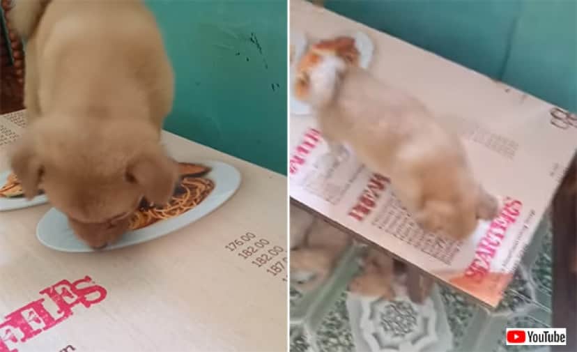 パスタがどうしても食べたいんじゃ 絵にかいたパスタを食べようと必死の子犬 カラパイア パスタがどうしても食べたいんじゃ 絵にかいたパスタを食べようと必死の子犬 カラパイア