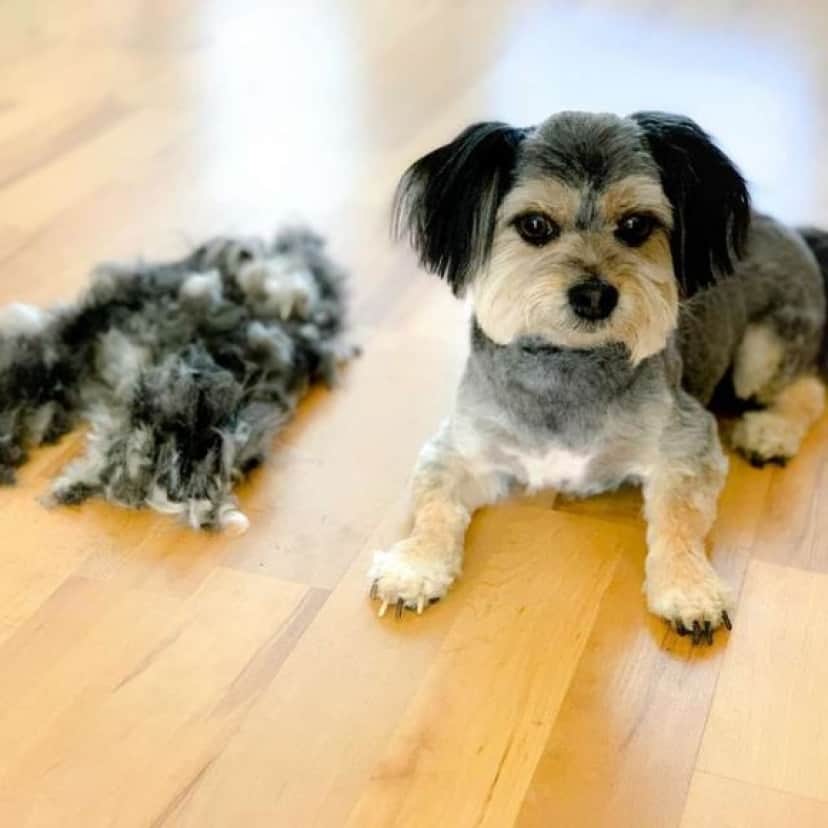 doggo2_e