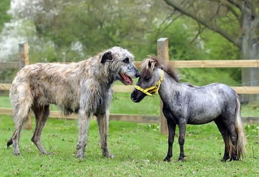 funny-irish-wolfhounds-4-5c18d38dcf9ec__700_e