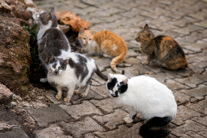 妻の猫に対する執着がすごすぎて離婚した夫婦の事例 シンガポール カラパイア