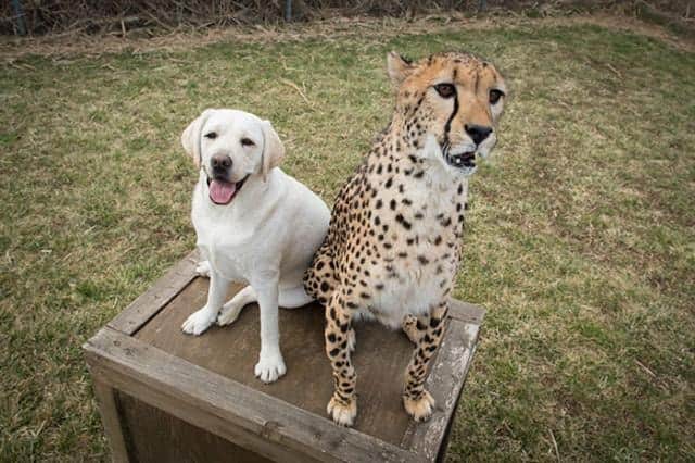 犬ってやっぱりすごい 犬と過ごすことでチーターの緊張と恥ずかしがりが改善されるらしい カラパイア