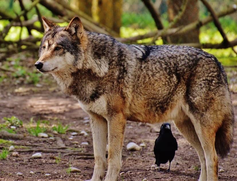 wolf-1350006_640
