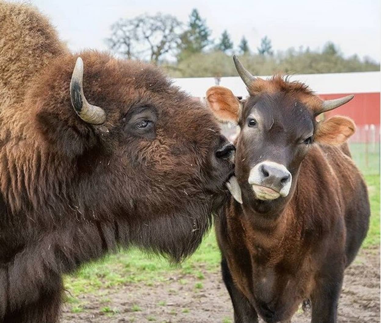 cow
