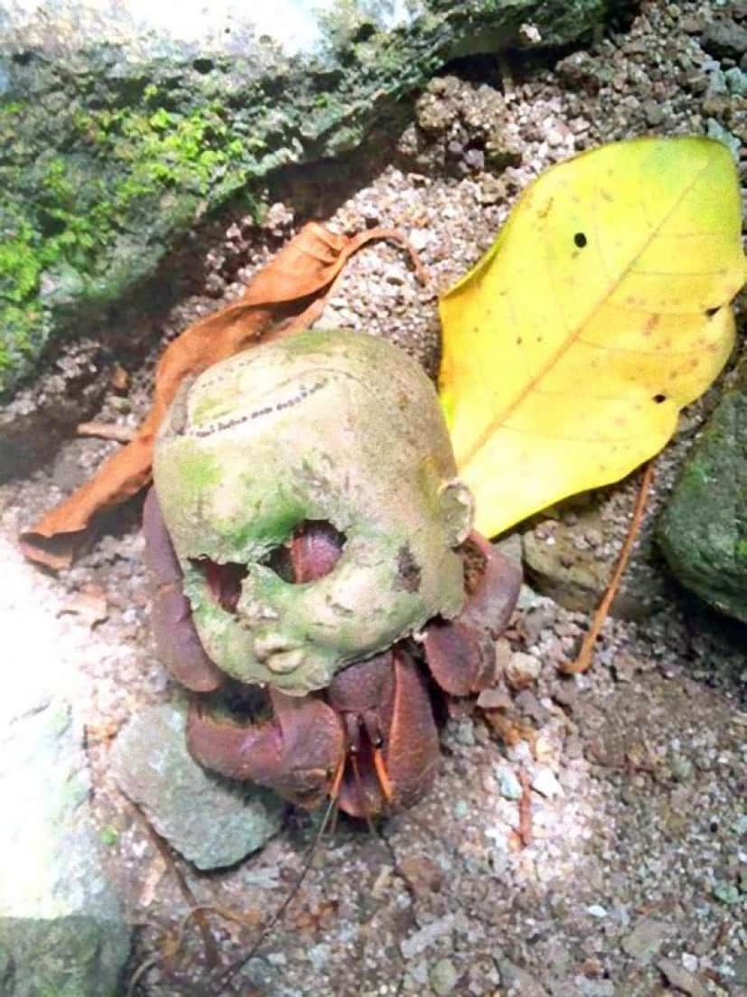 それはあかんて ヤドカリ ヤシガニ の暴挙 ぴったりな家を探した結果とんでもないホラーとなった カラパイア それはあかんて ヤドカリ ヤシガニ の暴挙 ぴったりな家を探した結果とんでもないホラーとなった カラパイア