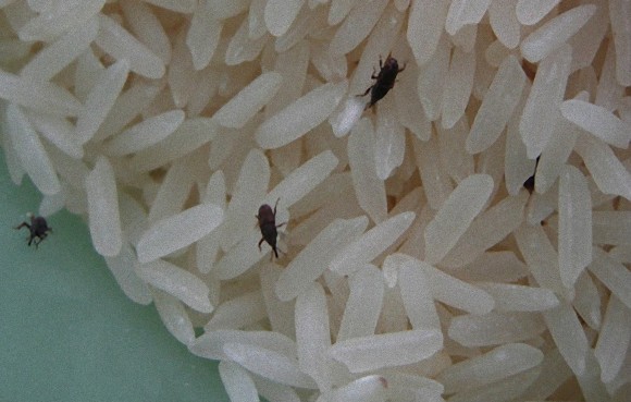 知らずに食べていることもある 身近な食品の中に潜む10の虫 昆虫注意 カラパイア