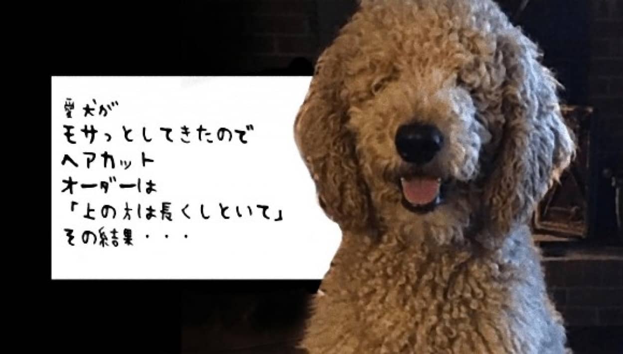 どうしてこうなった 犬のヘアカット ビフォア アフター カラパイア