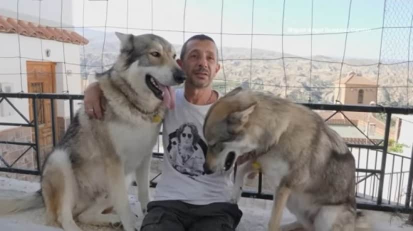 wolf1_e