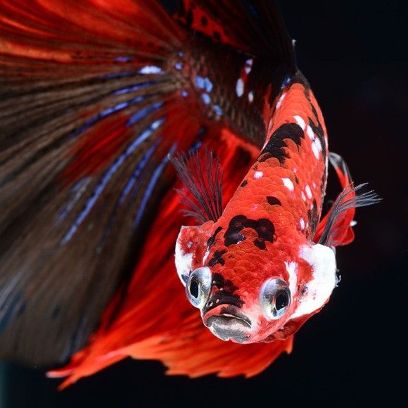 魅惑の淡水魚 ベタや金魚たちの流れるような美しさを引き出した写真 カラパイア