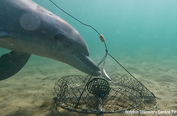 賢いイルカがカニ漁の罠から餌の魚だけを奪い取っていく瞬間を初めて撮影