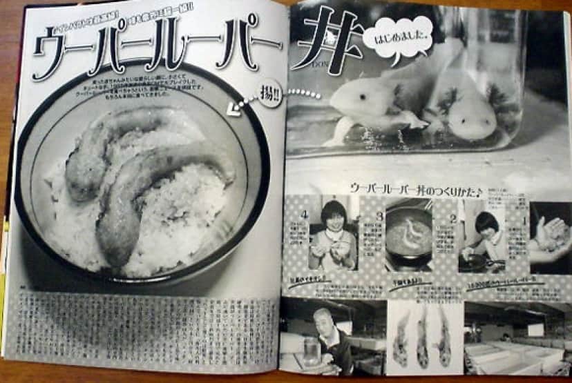 ウーパールーパーはじめました ウーパールーパーを自宅で試食してみる カラパイア ウーパールーパーはじめました ウーパールーパーを自宅で試食してみる カラパイア