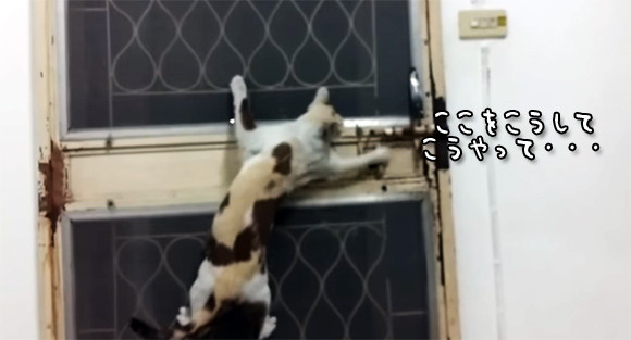 猫は我々が考えている以上に知恵者である 飛んで開けて入るの3工程をそつなくこなす猫 カラパイア 猫は我々が考えている以上に知恵者である 飛んで開けて入るの3工程をそつなくこなす猫 カラパイア