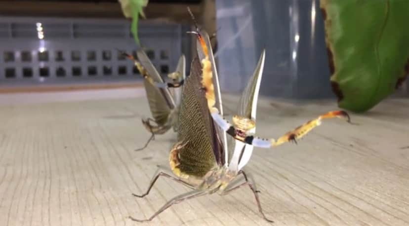 カマキリ族なめんな 人間に立ち向かうシリアゲカマキリの戦闘モードがフュージョンだった カラパイア