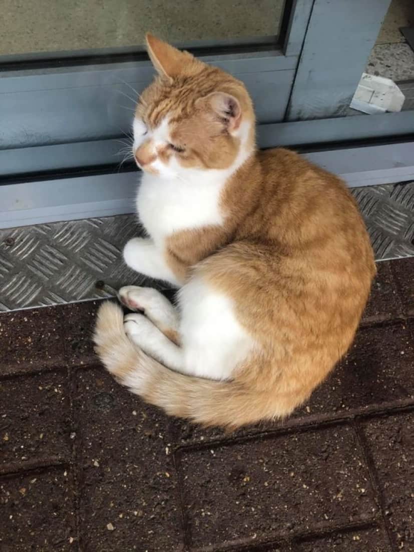 cat5_e