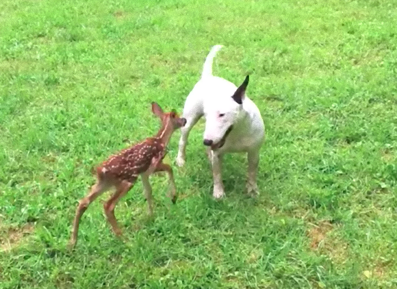 dog2_e