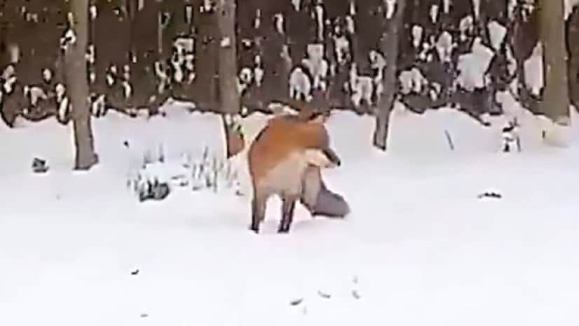 銀世界で無心に遊ぶキツネぽん それ犬のオモチャなんだけど 楽しそうだからまあいいや カラパイア
