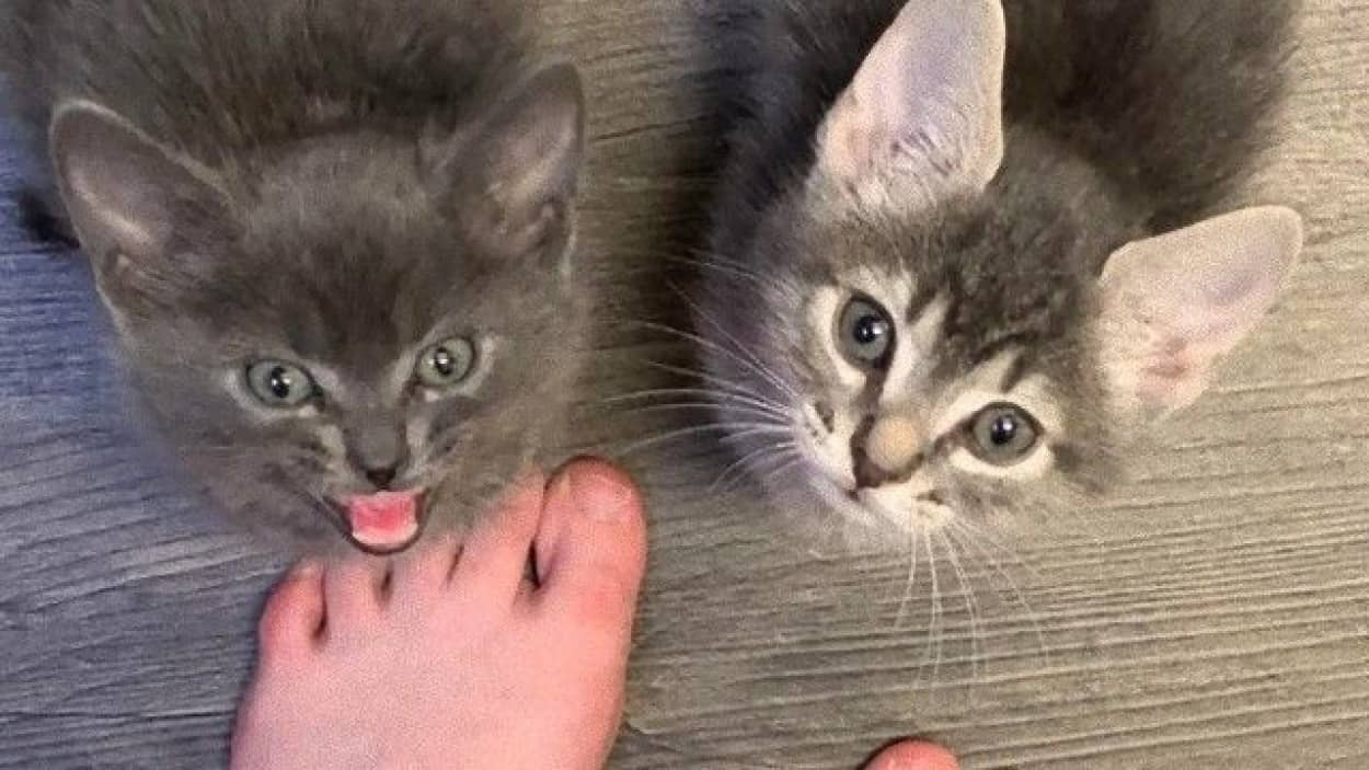 おいニンゲンさん 5分遅刻ですが 朝ごはんに遅刻したら猫に怒られた件に関する海外の反応 カラパイア おいニンゲンさん 5分遅刻ですが 朝ごはんに遅刻したら猫に怒られた件に関する海外の反応 カラパイア