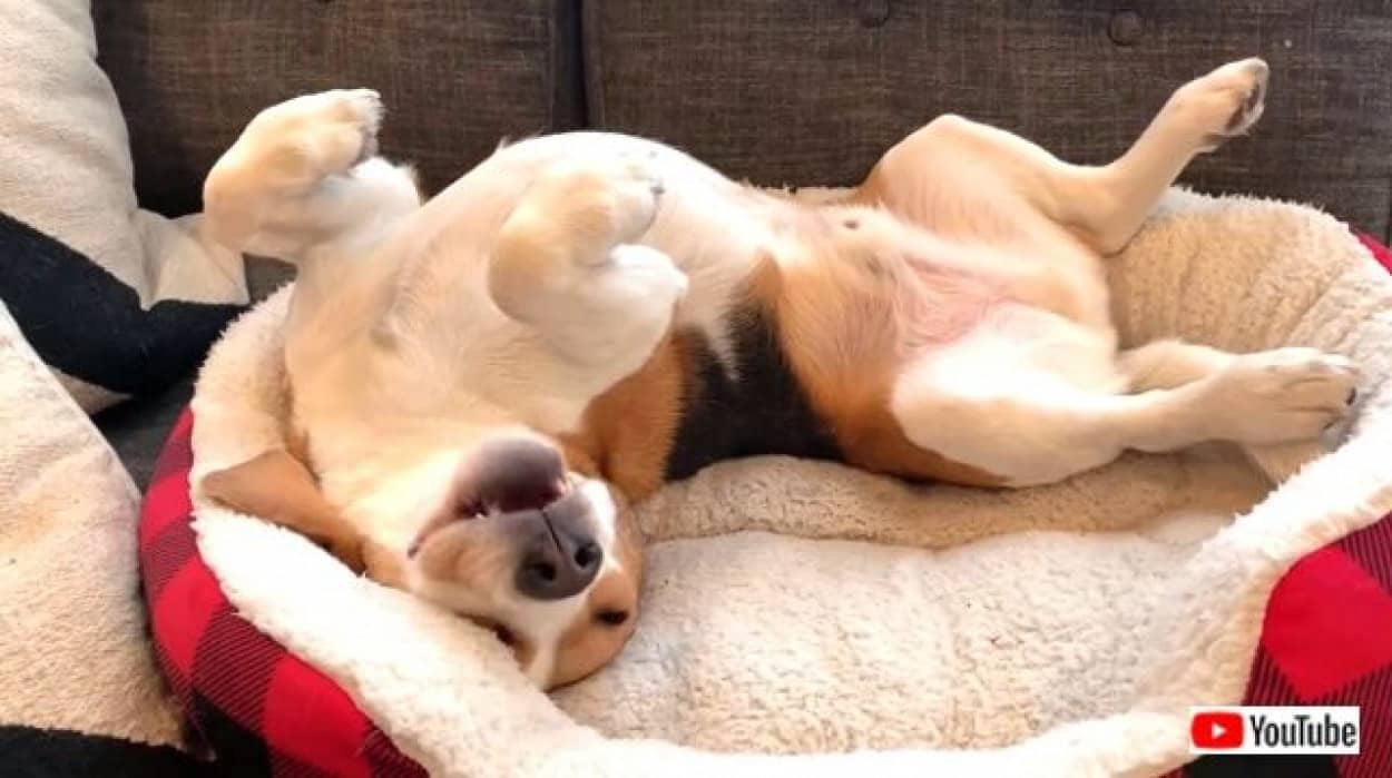 ねぼすけビーグル犬 まだ全然寝足りないよ と今日もたっぷりお昼寝を楽しむ カラパイア ねぼすけビーグル犬 まだ全然寝足りないよ と今日もたっぷりお昼寝を楽しむ カラパイア