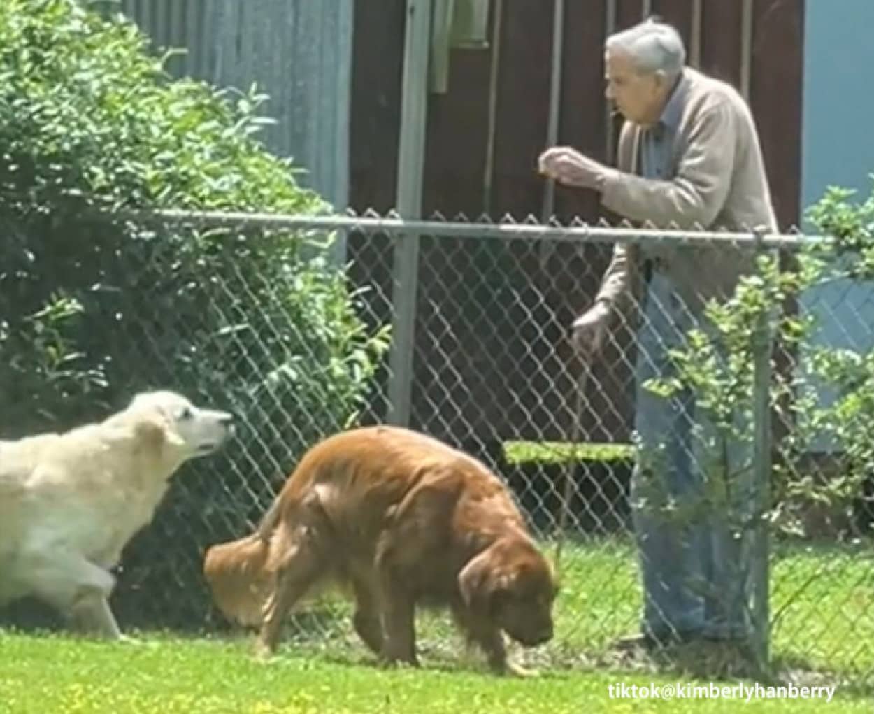 94歳のおじいさんの生きがいは隣人の家の犬と触れ合うこと