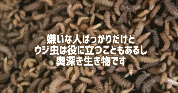 嫌いな人は多いけど実はヒーローだったりする ウジ虫に関する15の事実 カラパイア