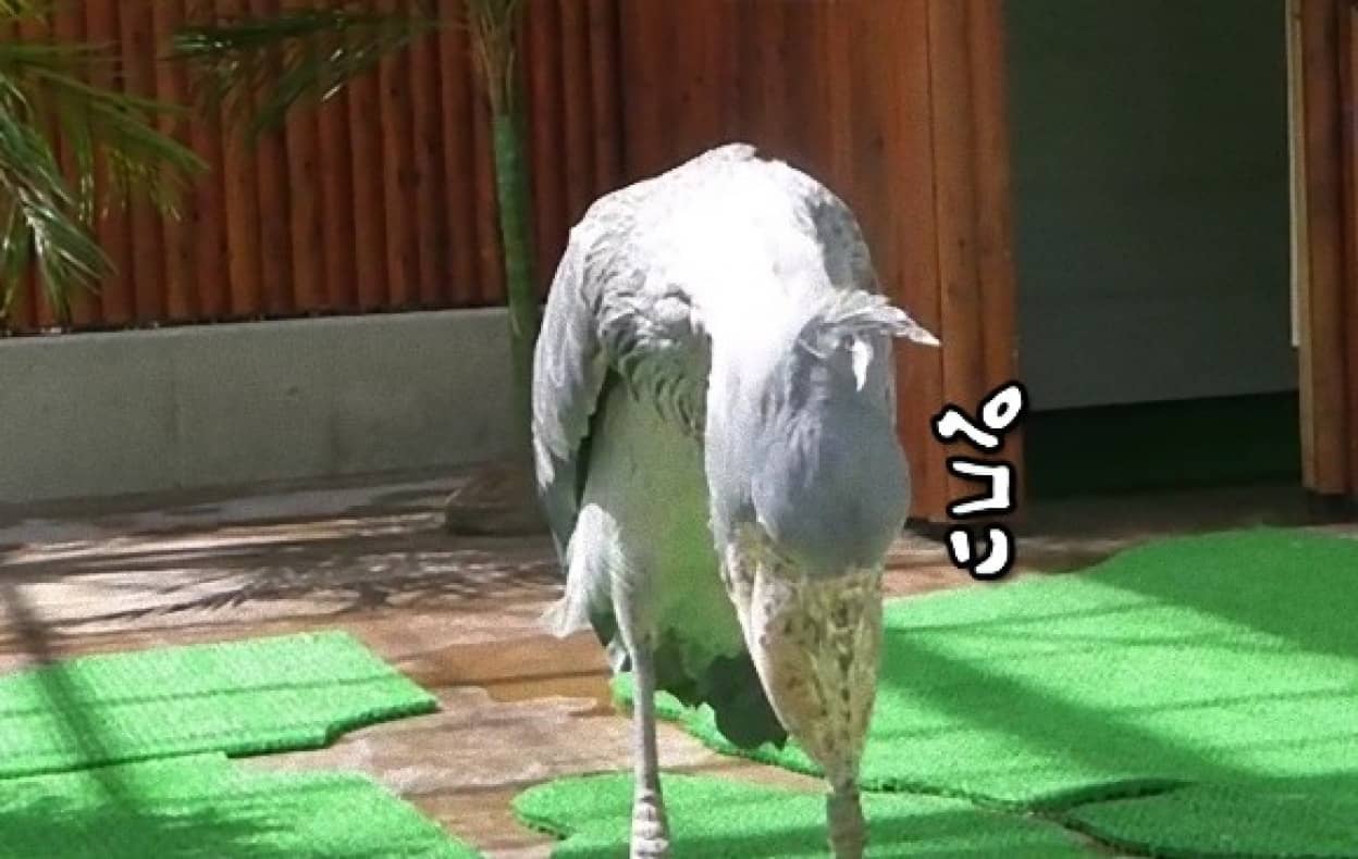 実は甘えん坊だった 飼育員のお姉さんにおじぎとカシカシで親愛の情を見せ 撫でてもらってご満悦のハシビロコウ カラパイア