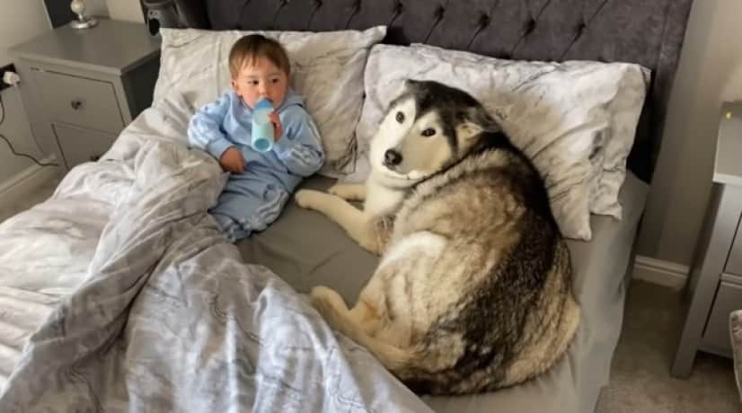 Husky3_e