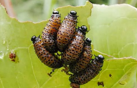 もふっとかわいい 世界の毛虫画像集 高画質 虫注意 カラパイア