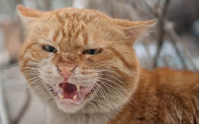 cat-4383134_640