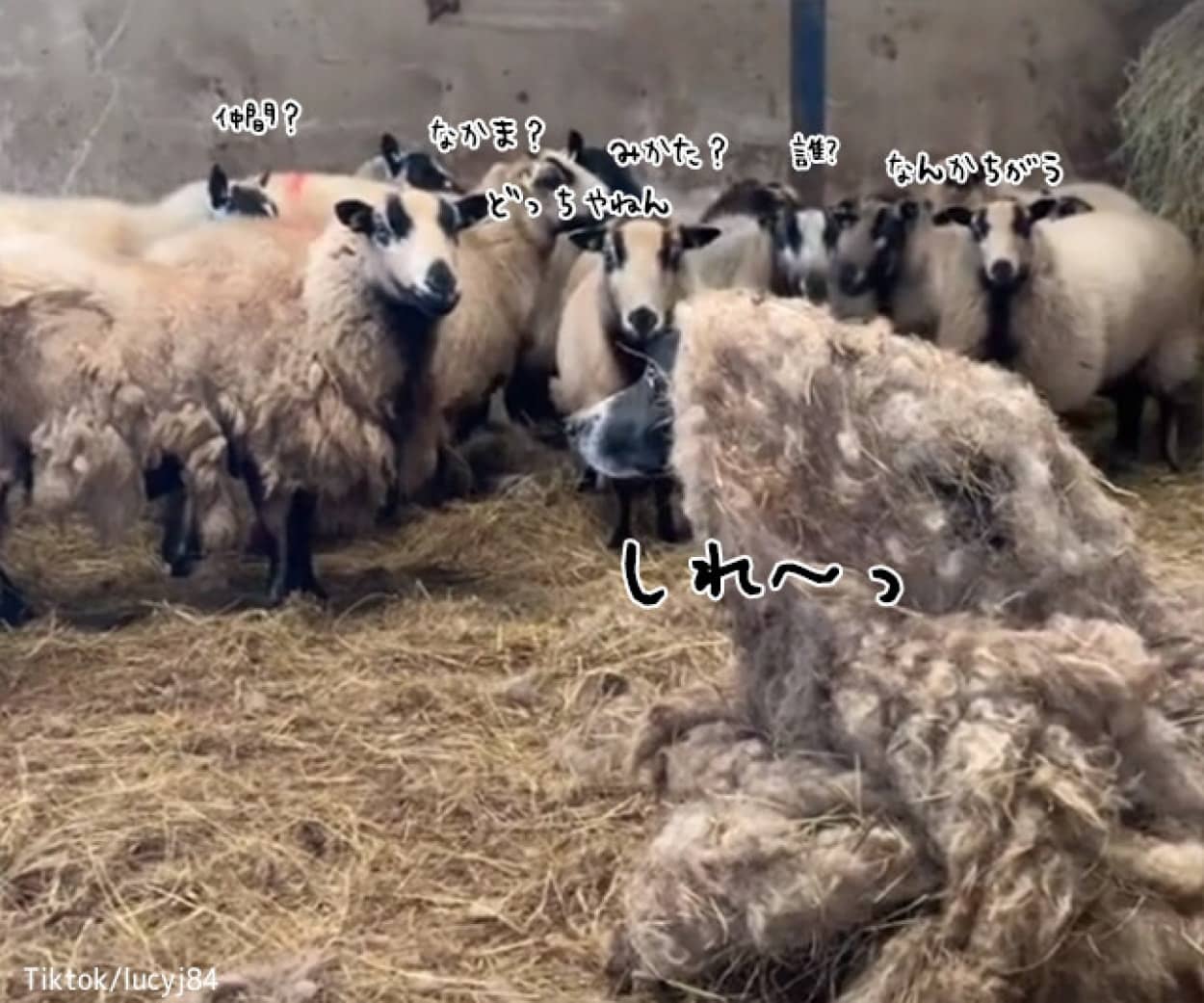 羊に偽装するボーダーコリー