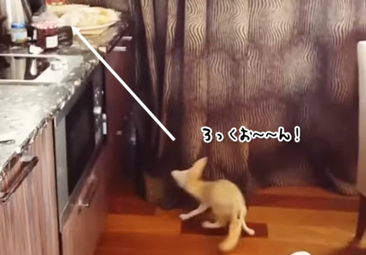 逃げ足の速さがたまらない フェネックが台所の食パンを盗んでいく カラパイア