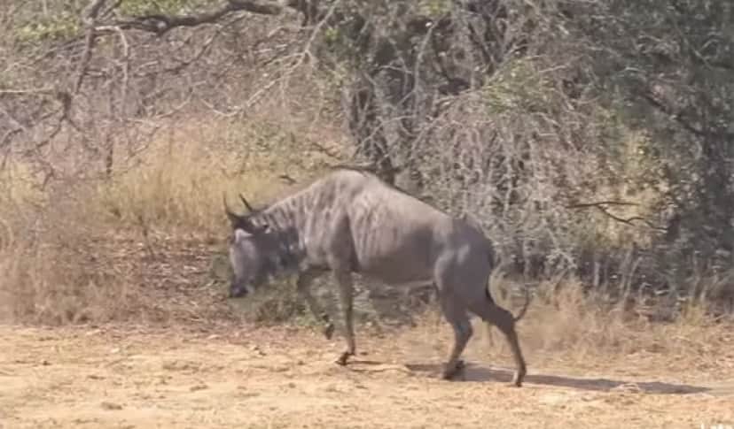 動物ってやっぱ奇想天外 ワニに襲われたヌーをカバが助ける瞬間が目撃される 南アフリカ カラパイア